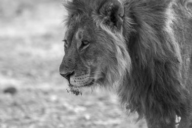 Afrika 'nın bozkırındaki aslan