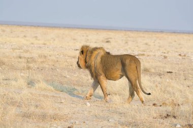 Afrika 'daki Namibya aslanı