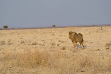 Namibya savanındaki kurak topraklarda yürüyen bir aslan.