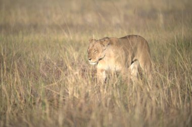 Kenya savanındaki aslan