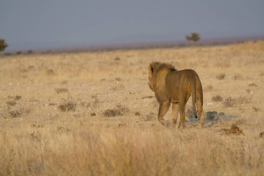 Etoşa Ulusal Park Namibya 'sında aslan