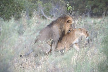 Afrika, Tanzanya 'da savanadaki aslan