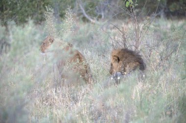 Vahşi aslan yavrusu, Kruger Ulusal Parkı, Güney Afrika