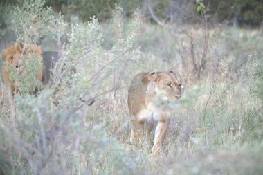 Aslanlar vahşi doğada