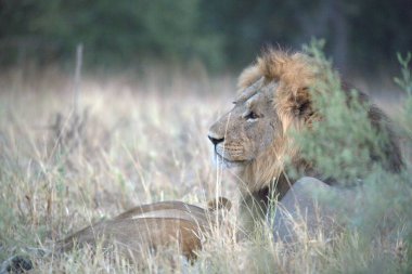 Savannah Kenya aslan