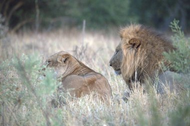 Aslan (panthera leo), erkek aslan, erkek aslan, panthera leo, panthera leo, botswana