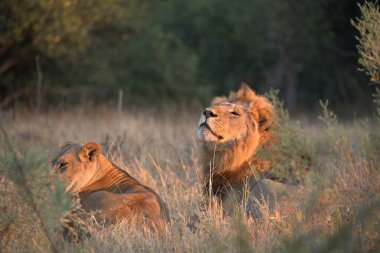 Kenya savanındaki aslan