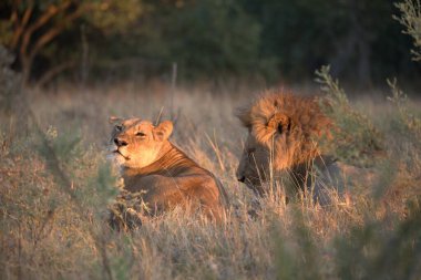 Kenya savanındaki aslan