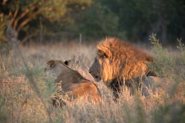 Aslan yavrusu doğada, vahşi yaşam Afrika 'da