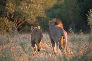 Kenya savanının çimlerindeki aslan.
