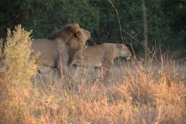 Büyük aslan yavrusuyla erkek aslan Güney Afrika 'da savanda yürüyor.