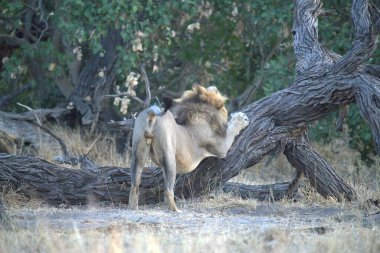 Afrika 'nın bozkırındaki aslan