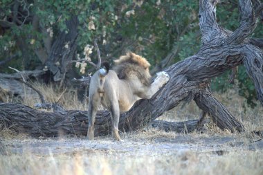 Zimbabwe savanındaki aslan.