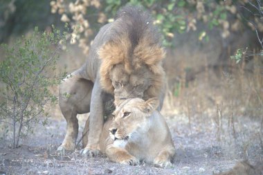 Aslan (panthera leo, panthera leo), Güney Afrika