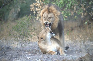 Güney Afrika 'daki Kruger Ulusal Parkı' nda aslan var.