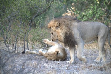 Hayvanat bahçesindeki bir aslanın yakın plan fotoğrafı.