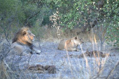 Kenya savanındaki aslan
