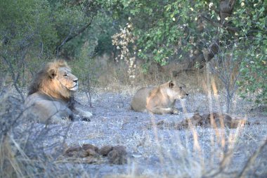 Kruger oyunundaki aslanlar, Güney Afrika