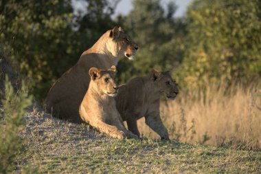 Doğada aslan yavruları olan dişi aslan.