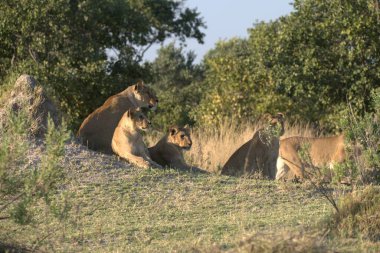 Kenya savanasında bir grup aslan.