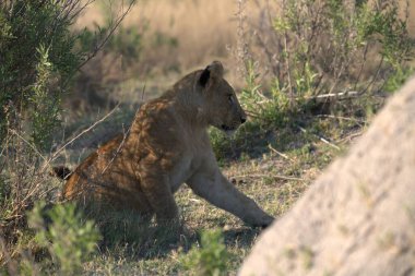 Aslan yavrusu çimlerde