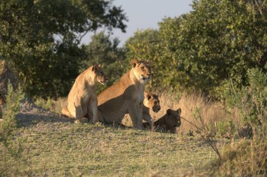 Namibya bozkırında bir grup aslan..