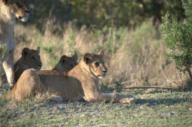 Aslan (panthera leo), Panthera leo, Güney Afrika