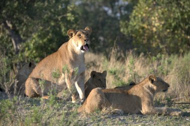 Kenya 'daki Afrika savanasında bir aslan.