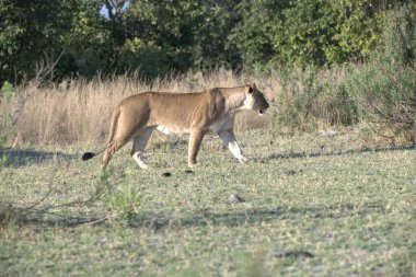 Savanadaki vahşi aslanlar