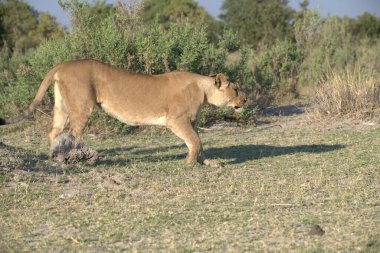 Kenya savanındaki aslan