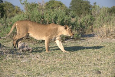 Doğada yürüyen dişi aslan.
