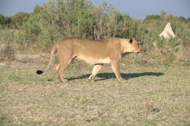Kenya savanındaki aslan