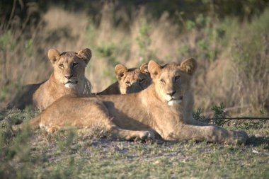 Aslan yavruları yerde dinleniyor.