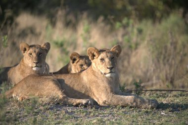 Aslan yavruları Kruger Park 'ta oynuyorlar..