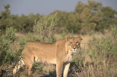 Savanadaki dişi aslan, namibya