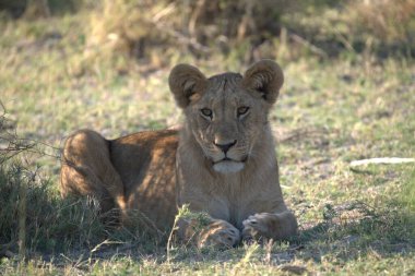 Güney Afrika 'daki Kruger Ulusal Parkı' nda aslan var.