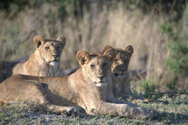 Aslan ailesi çimlerin üzerinde, milli park, Kenya
