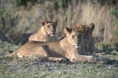 Aslan ailesi çimlerde