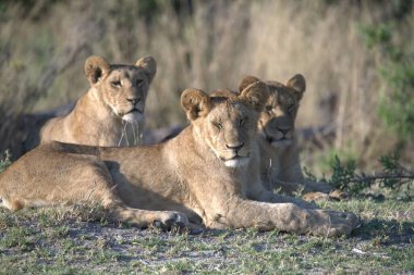 Hayvanat bahçesindeki aslan