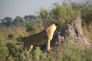 Erkek bir aslan yerde dinleniyor.