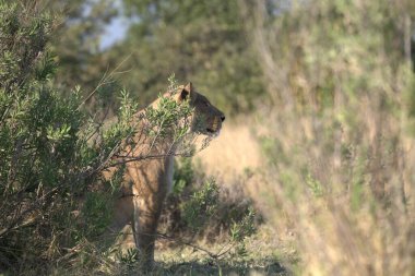 Ormanda bir erkek aslan.