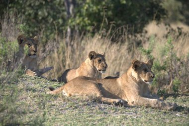Afrika 'daki savanadaki aslan ailesi.