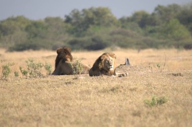 Kenya savanındaki aslan