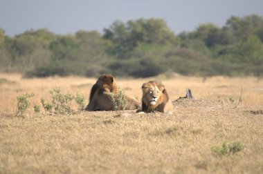 Bir grup aslan, Panthera Leo, vahşi doğada büyük bir aslan.