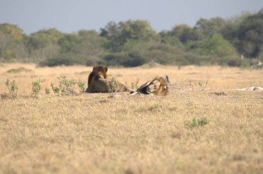 Kenya savanındaki aslanlar