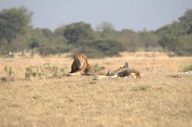Bir grup aslan, panthera aslanı, otların arasında dişi aslan.