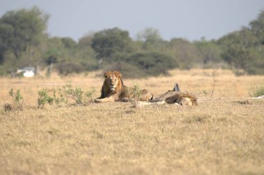 Kenya savanındaki aslan
