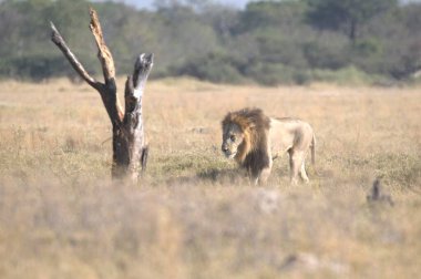 Vahşi hayvanlar, doğa bitki örtüsü ve hayvanlar.