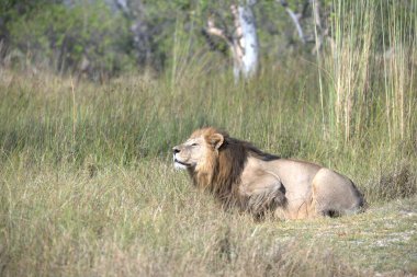 erkek aslan çim dinlenme
