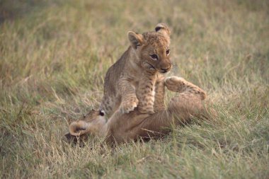 Aslan yavrusu doğada oynuyor